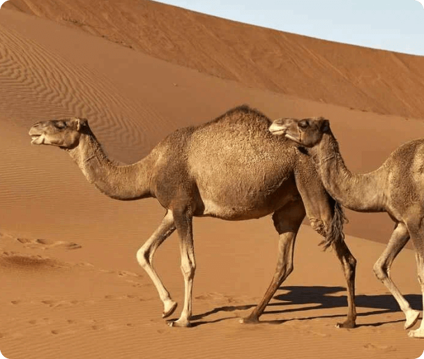 camel background image
